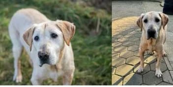 Ludwig, male senior Mixed Breed for adoption at Hundesuche Tiere in Not Bayern