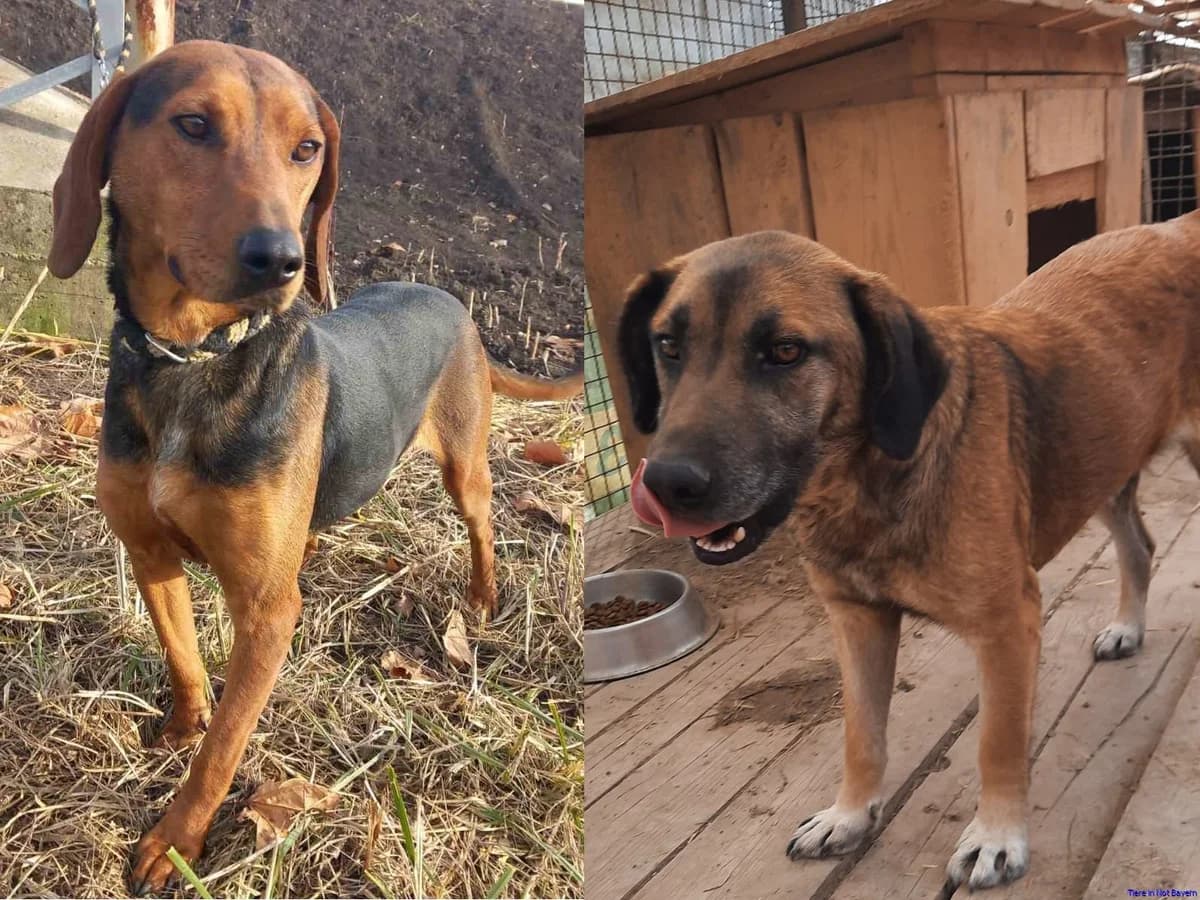 Lutka & Bobi, male senior German Shepherd for adoption at Hundesuche Tiere in Not Bayern
