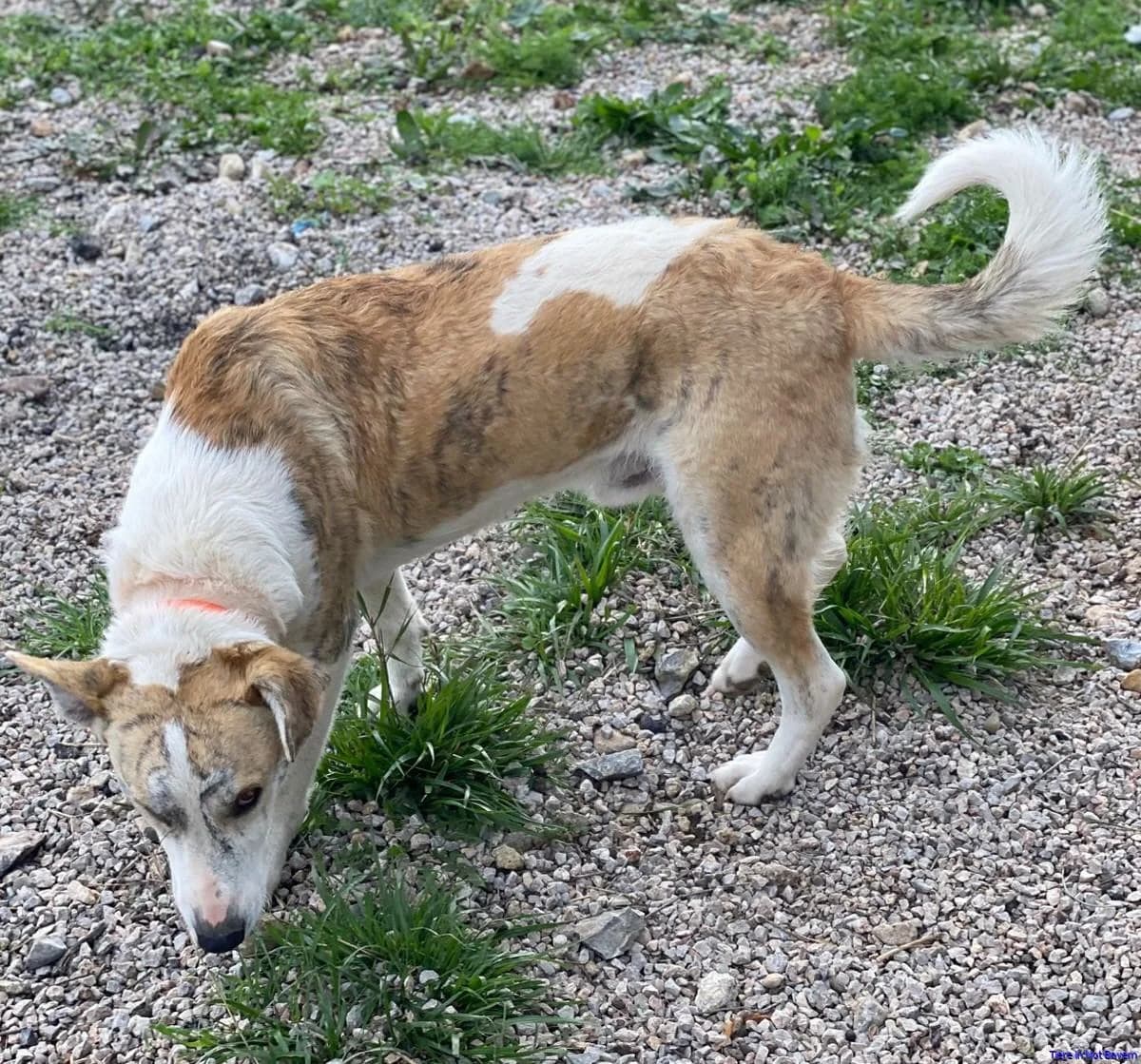 Mango, male young Mixed Breed for adoption at Hundesuche Tiere in Not Bayern