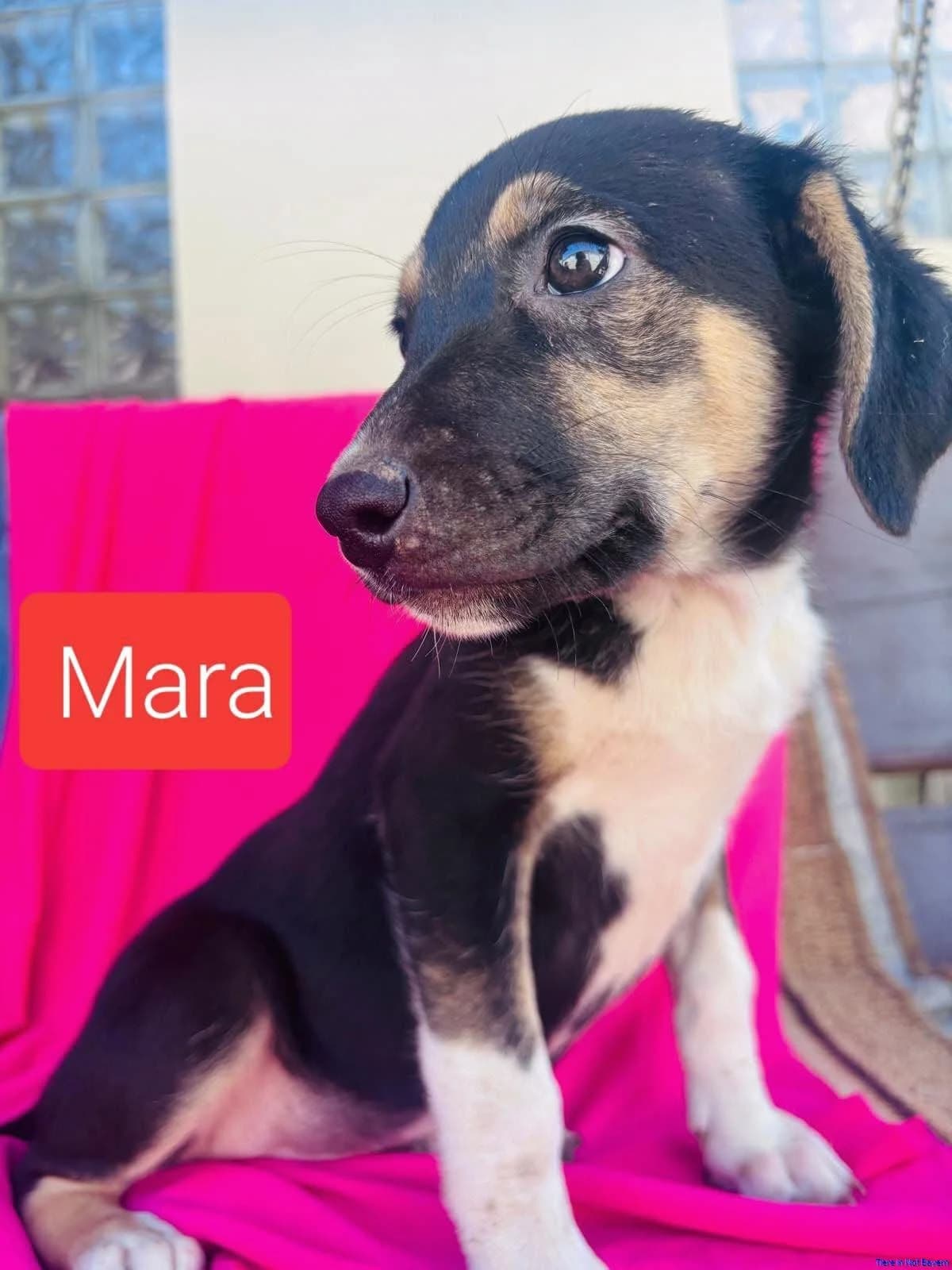 Mara, female puppy Mixed Breed for adoption at Hundesuche Tiere in Not Bayern