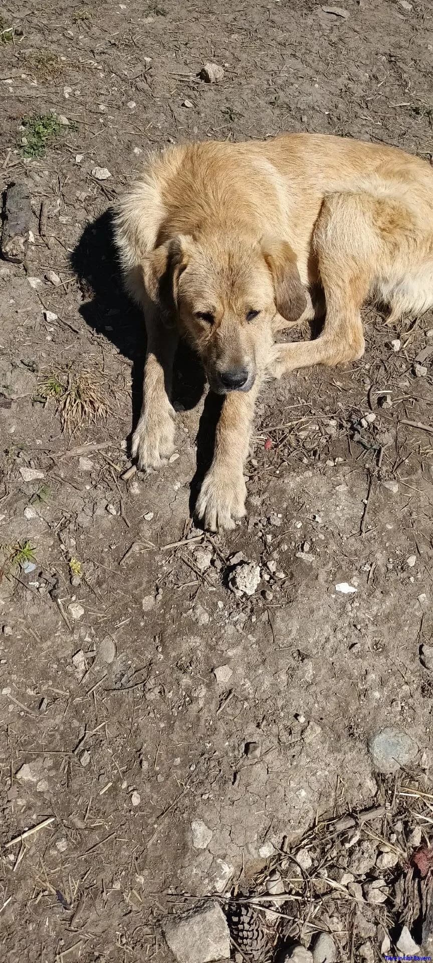 Maron, male 3yo Mixed Breed for adoption at Hundesuche Tiere in Not Bayern