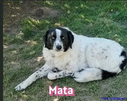 Mata, female 3yo Mixed Breed for adoption at Hundesuche Tiere in Not Bayern