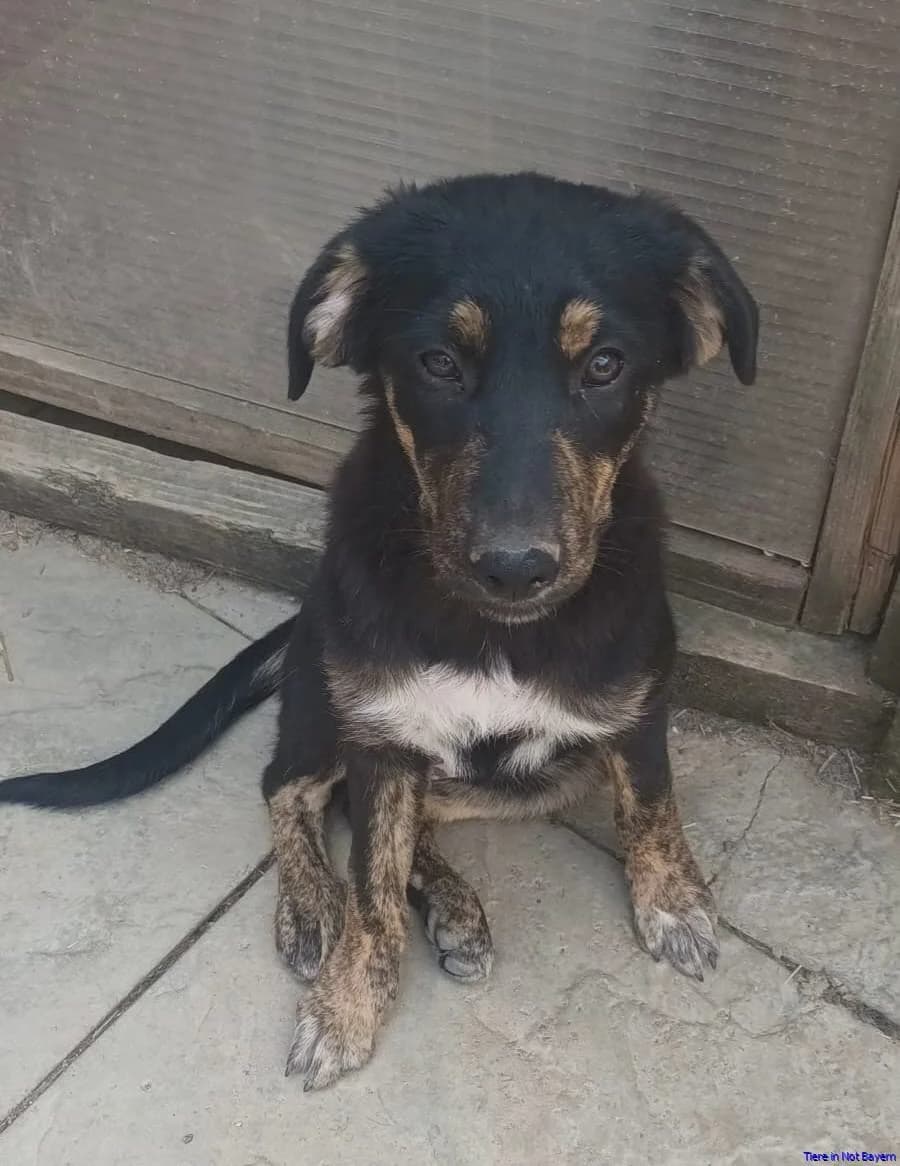 Merle, merle female puppy Mixed Breed for adoption at Hundesuche Tiere in Not Bayern
