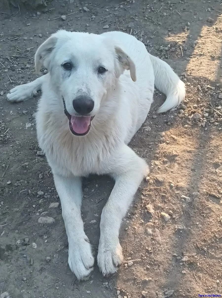 Merlin, male Mixed Breed for adoption at Hundesuche Tiere in Not Bayern