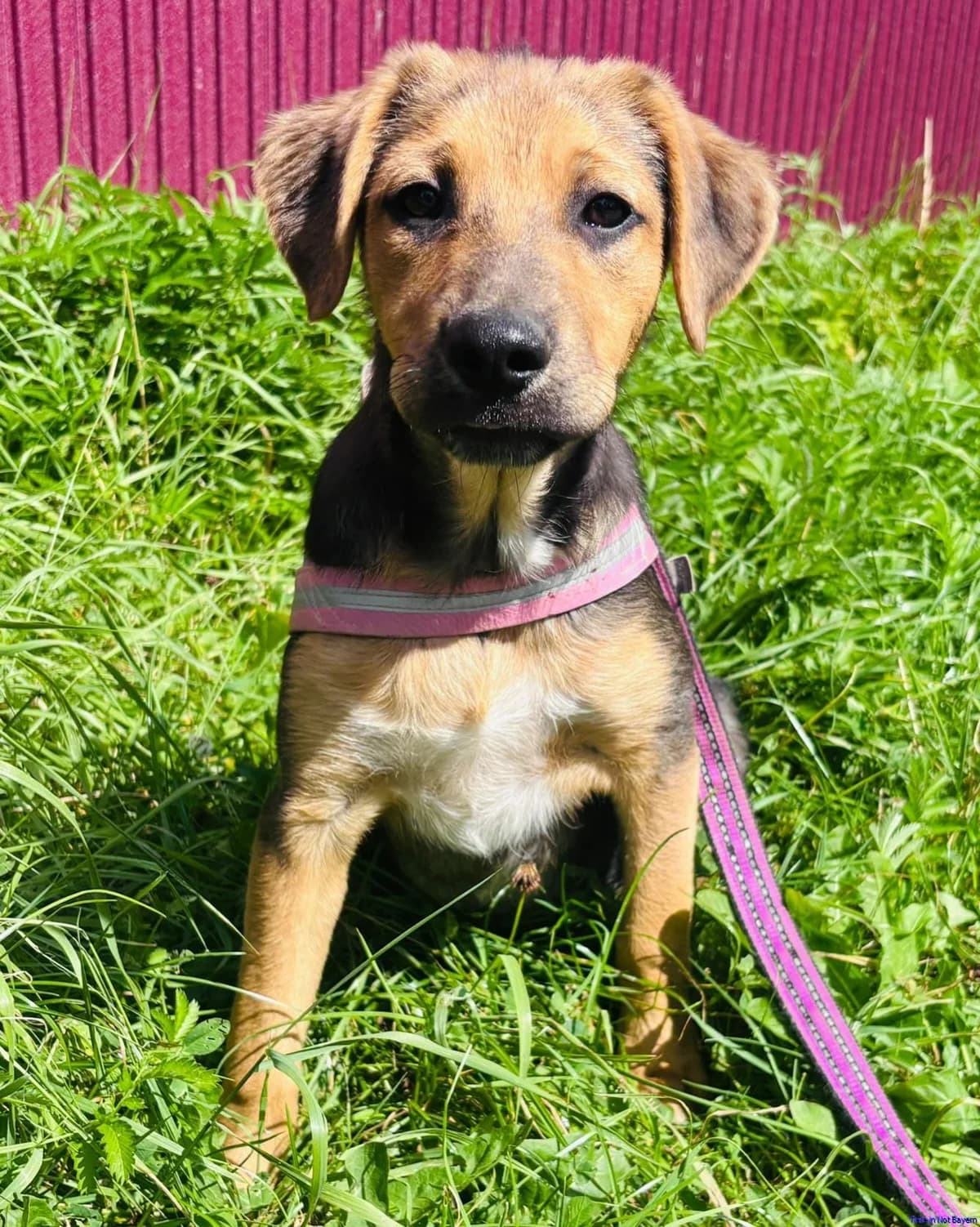 Miky, male puppy Mixed Breed for adoption at Hundesuche Tiere in Not Bayern