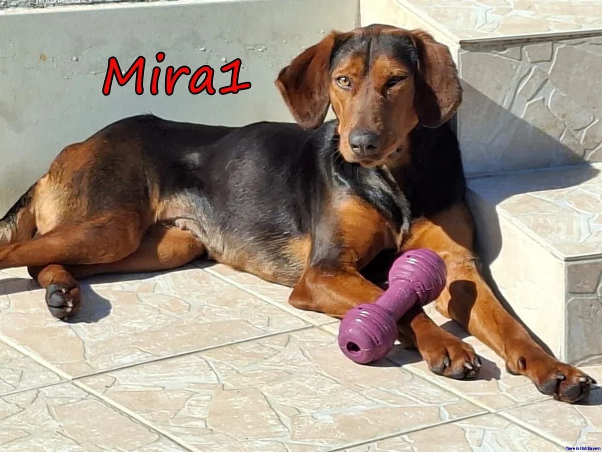Mira, female young mixed breed for adoption at Hundesuche Tiere in Not Bayern