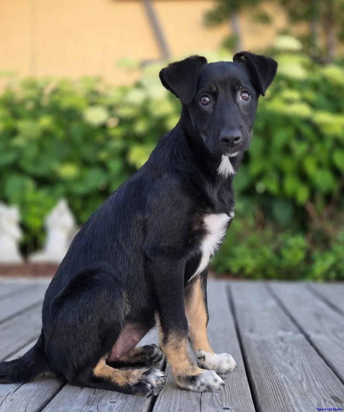 Mira, female puppy Mixed Breed for adoption at Hundesuche Tiere in Not Bayern