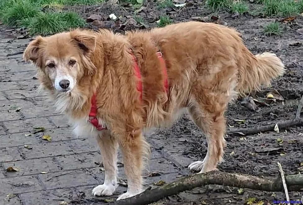 Mirtilla, female senior Mixed Breed for adoption at Hundesuche Tiere in Not Bayern