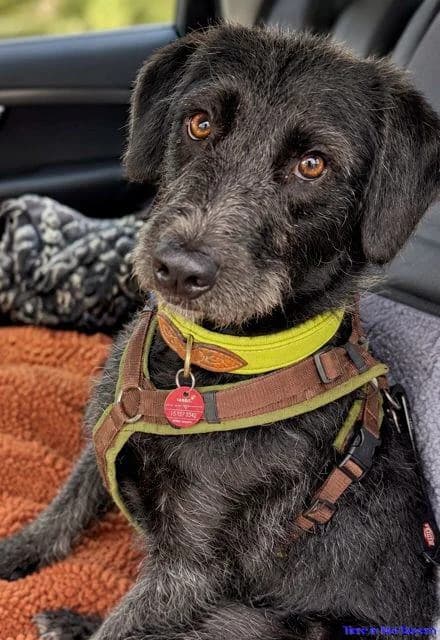 Mo, weiß female Mixed Breed for adoption at Hundesuche Tiere in Not Bayern