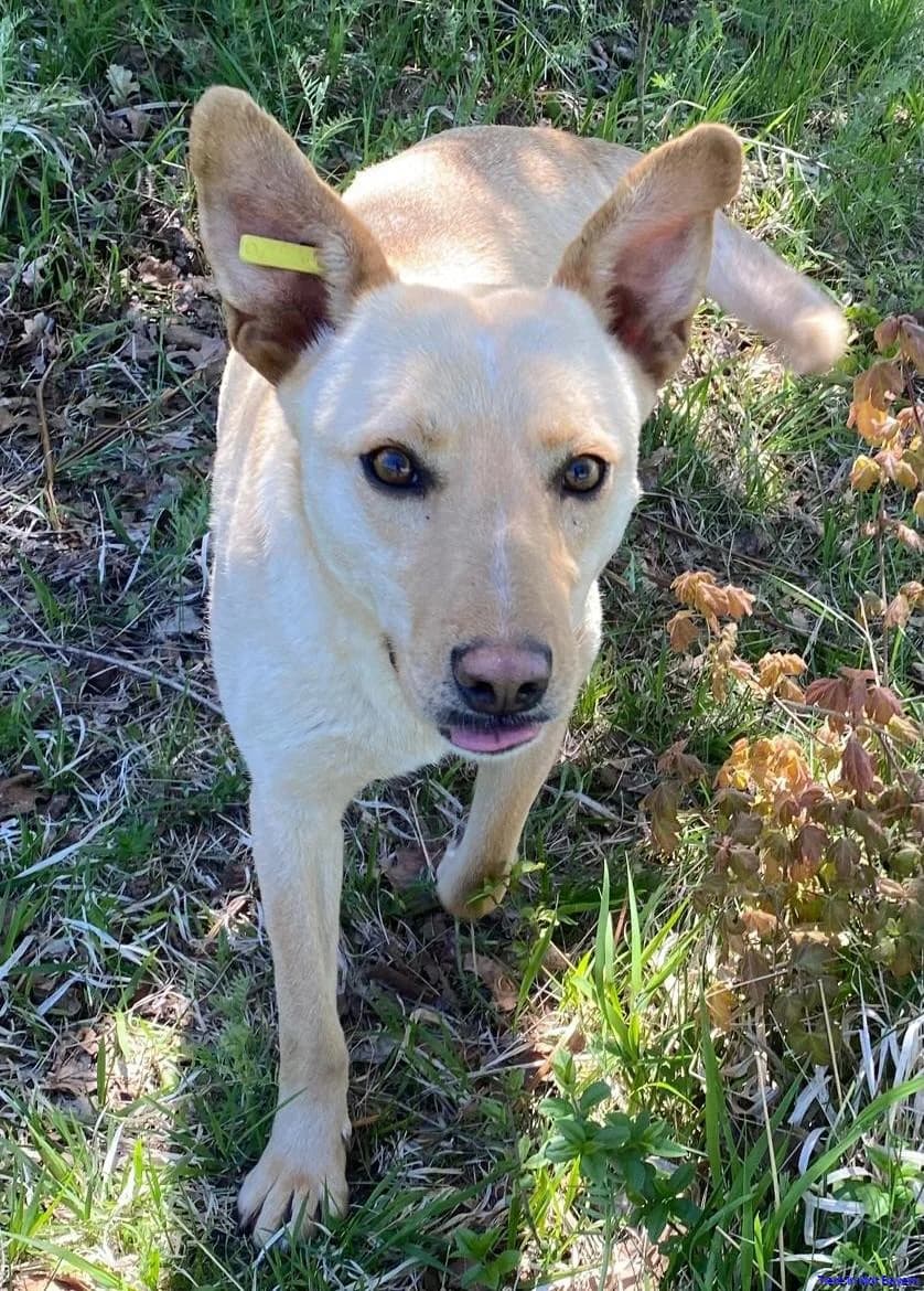 Moma, female young Mixed Breed for adoption at Hundesuche Tiere in Not Bayern
