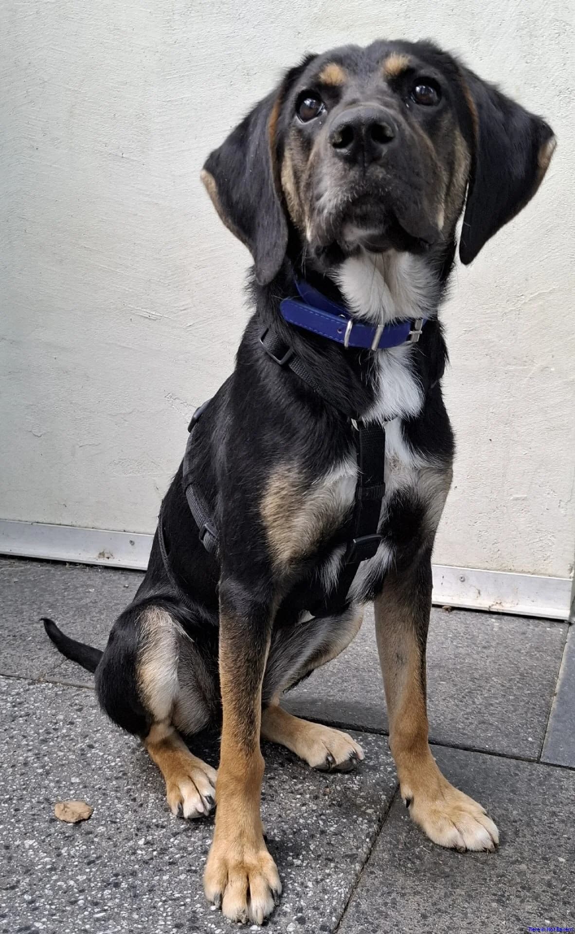 Nala, young Mixed Breed for adoption at Hundesuche Tiere in Not Bayern