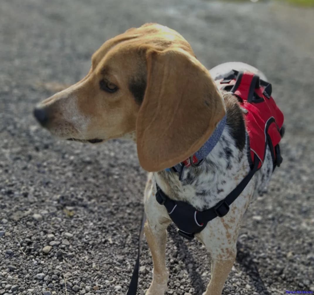 Nico, male 3yo Mixed Breed for adoption at Hundesuche Tiere in Not Bayern