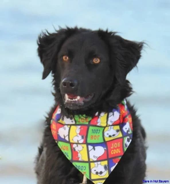 Nola, female Mixed Breed for adoption at Hundesuche Tiere in Not Bayern