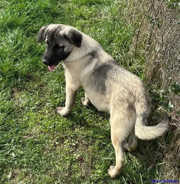 Nova, young Mixed Breed for adoption at Hundesuche Tiere in Not Bayern
