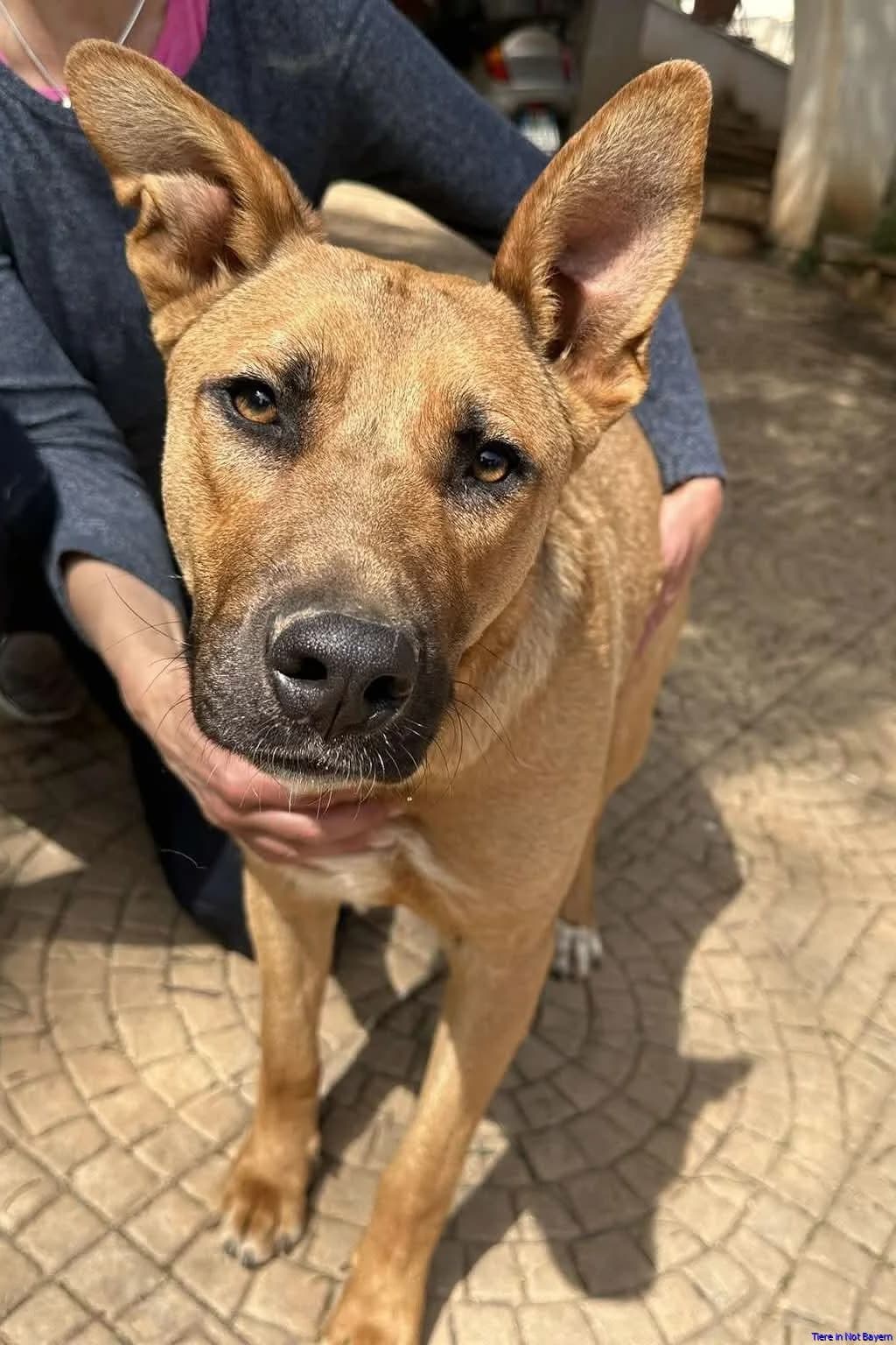 Otto, male young Mixed Breed for adoption at Hundesuche Tiere in Not Bayern