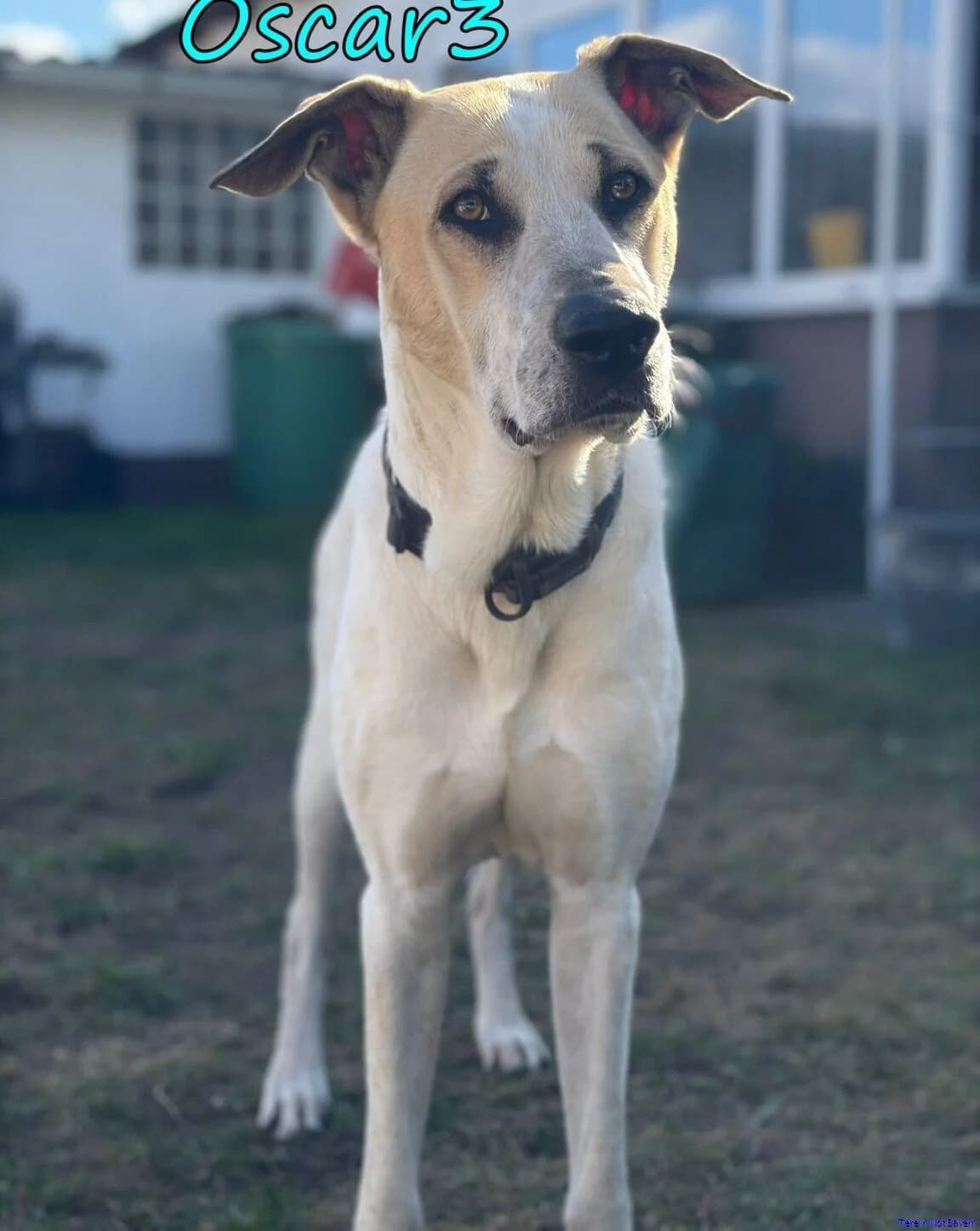 Oscar, male 6yo Mixed Breed for adoption at Hundesuche Tiere in Not Bayern