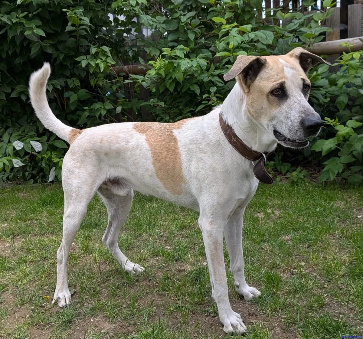 Oscar, male puppy Mixed Breed for adoption at Hundesuche Tiere in Not Bayern