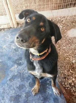 Picko, senior Mixed Breed for adoption at Hundesuche Tiere in Not Bayern