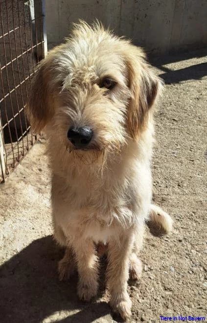 Pierro, male 3yo Mixed Breed for adoption at Hundesuche Tiere in Not Bayern