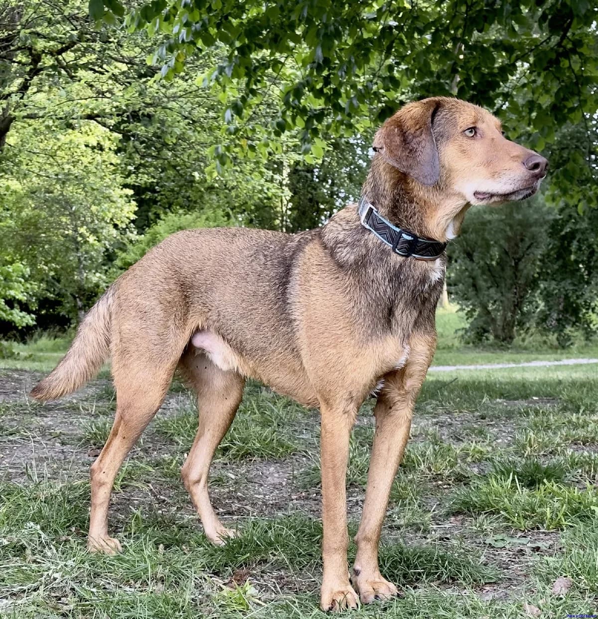 Poldi, male 5yo mixed breed for adoption at Hundesuche Tiere in Not Bayern