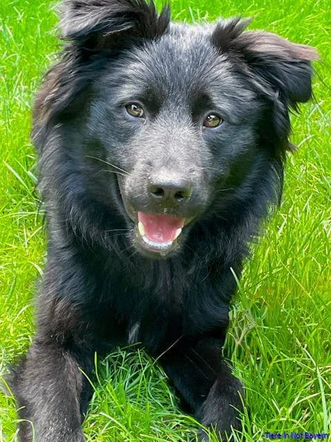 Puki, male young Mixed Breed for adoption at Hundesuche Tiere in Not Bayern