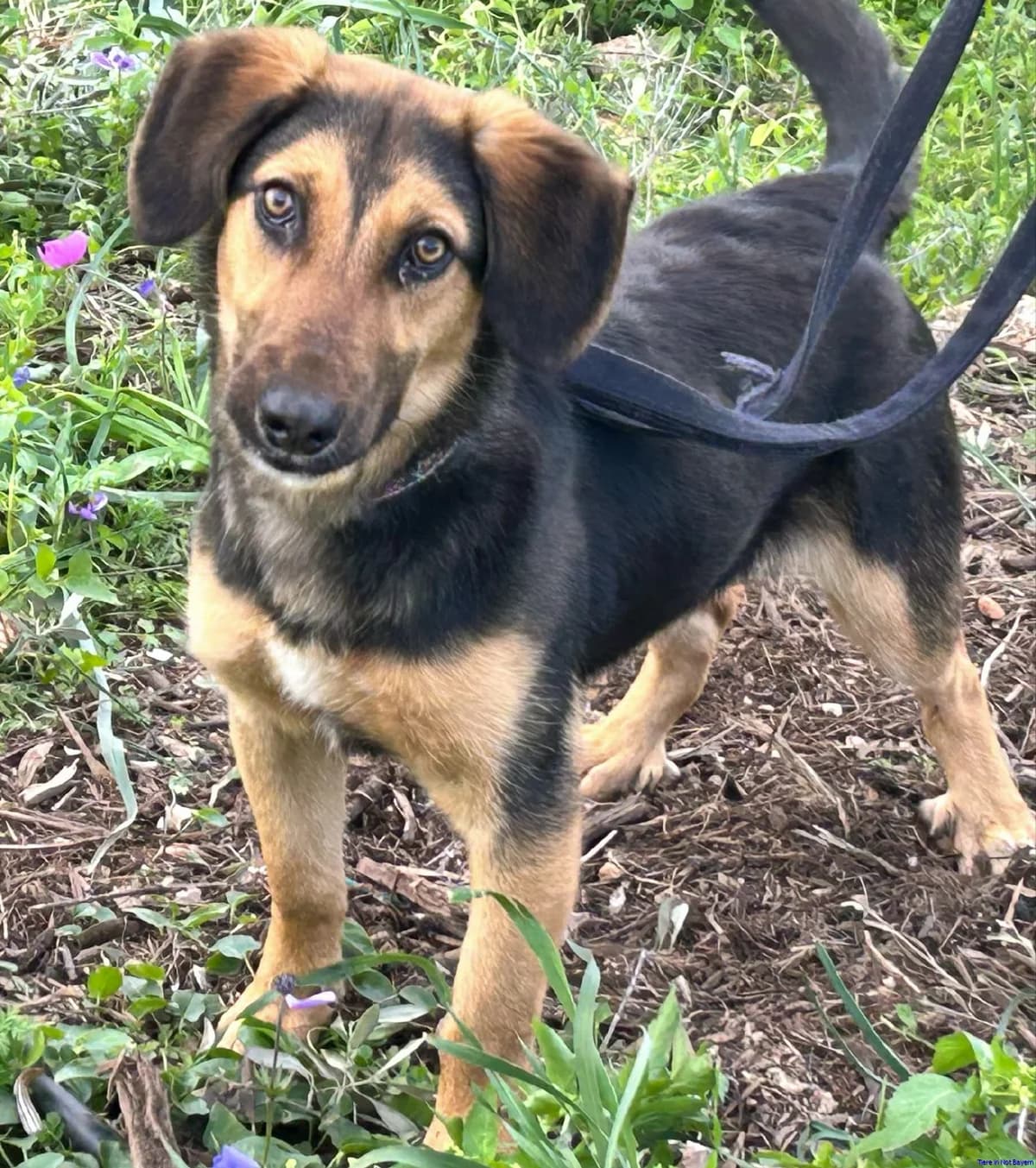 Reggie, male young Mixed Breed for adoption at Hundesuche Tiere in Not Bayern