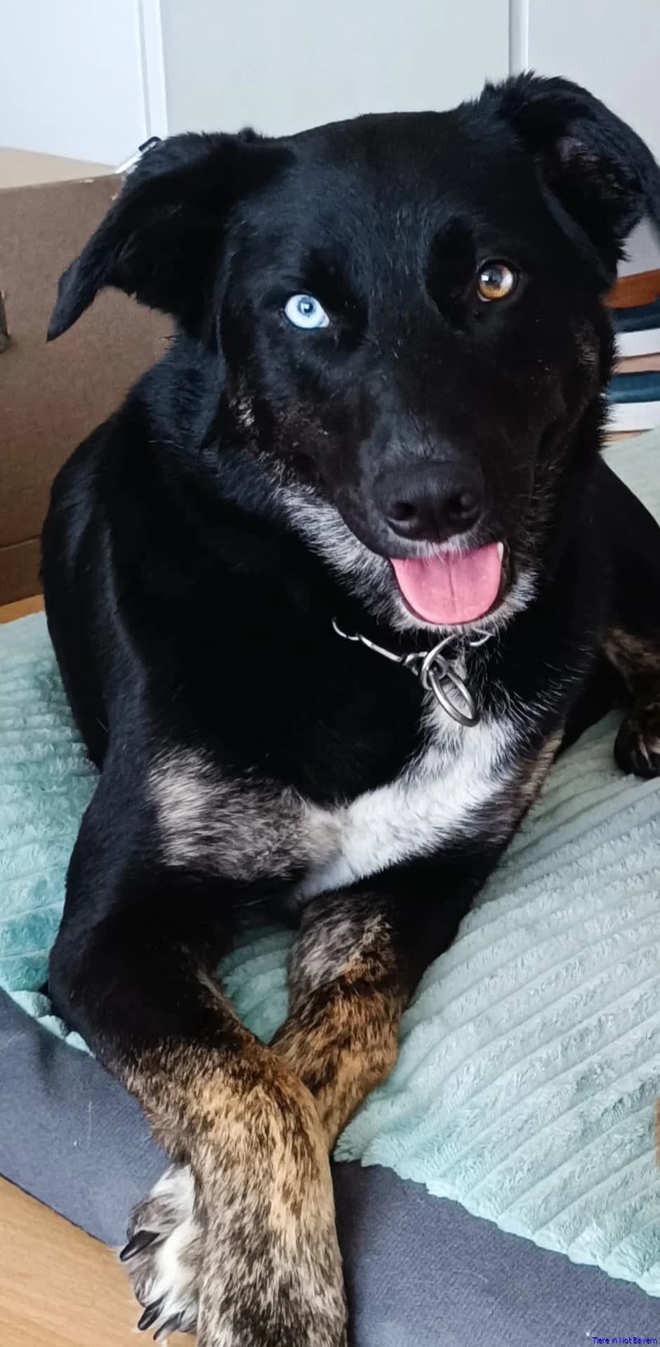 Ria, schwarz female 4yo German Shepherd for adoption at Hundesuche Tiere in Not Bayern