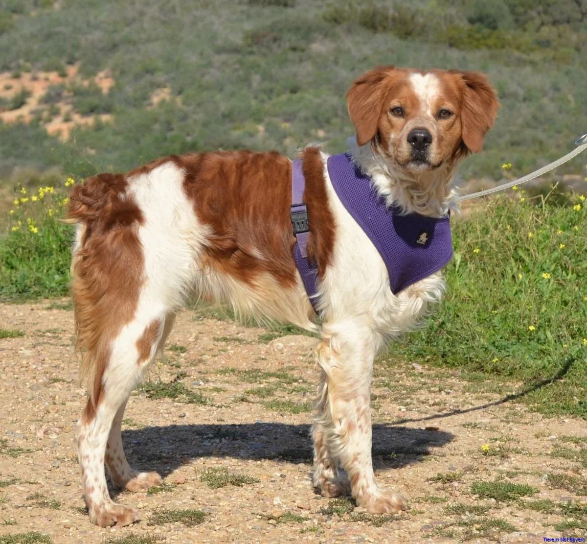 Rolo, male 6yo mixed breed for adoption at Hundesuche Tiere in Not Bayern