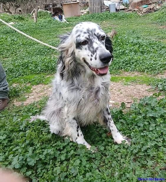 Roula, female Mixed Breed for adoption at Hundesuche Tiere in Not Bayern