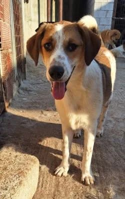 Sherlock-Duke, male 3yo Mixed Breed for adoption at Hundesuche Tiere in Not Bayern