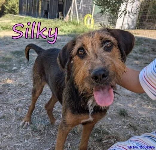 Silky, female Mixed Breed for adoption at Hundesuche Tiere in Not Bayern