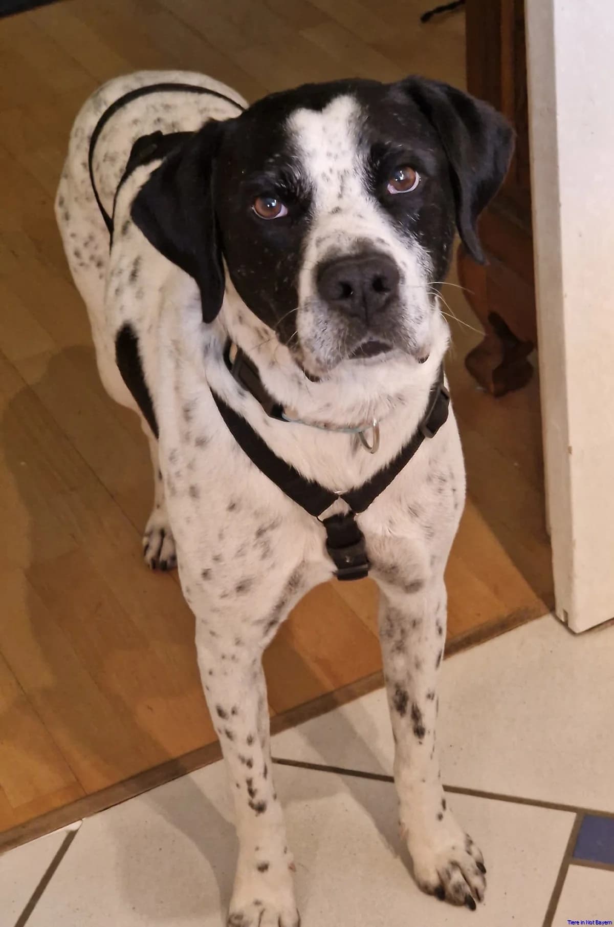 Simon, male Pointer for adoption at Hundesuche Tiere in Not Bayern