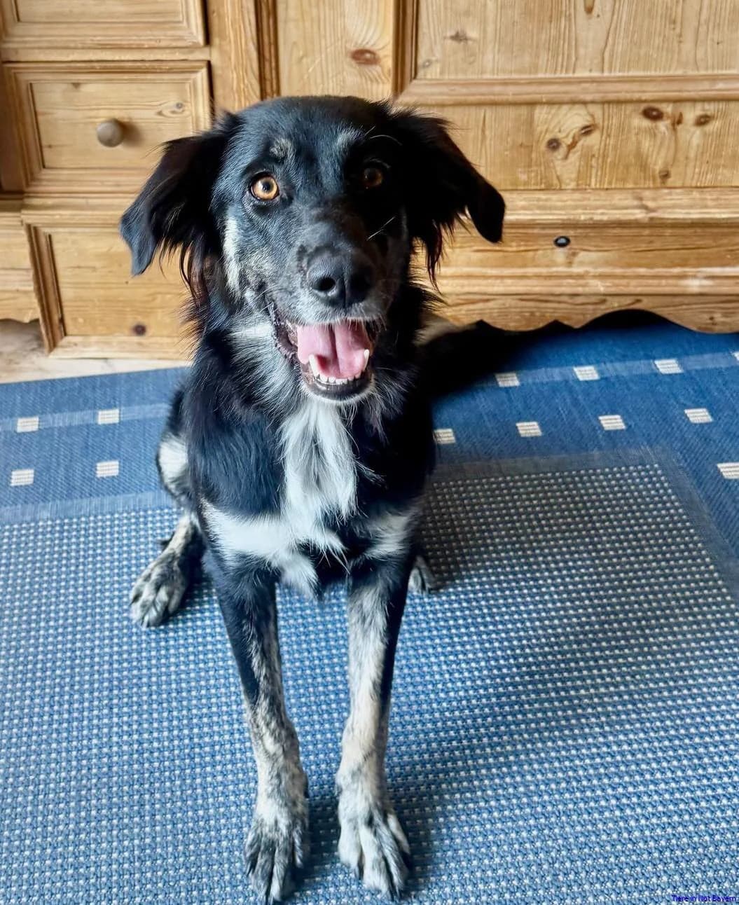 Stella, female young mixed breed for adoption at Hundesuche Tiere in Not Bayern