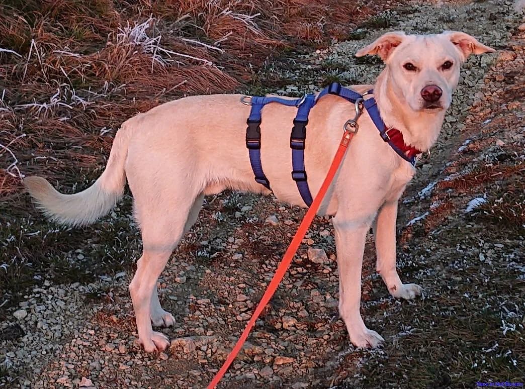Steven, male young Mixed Breed for adoption at Hundesuche Tiere in Not Bayern