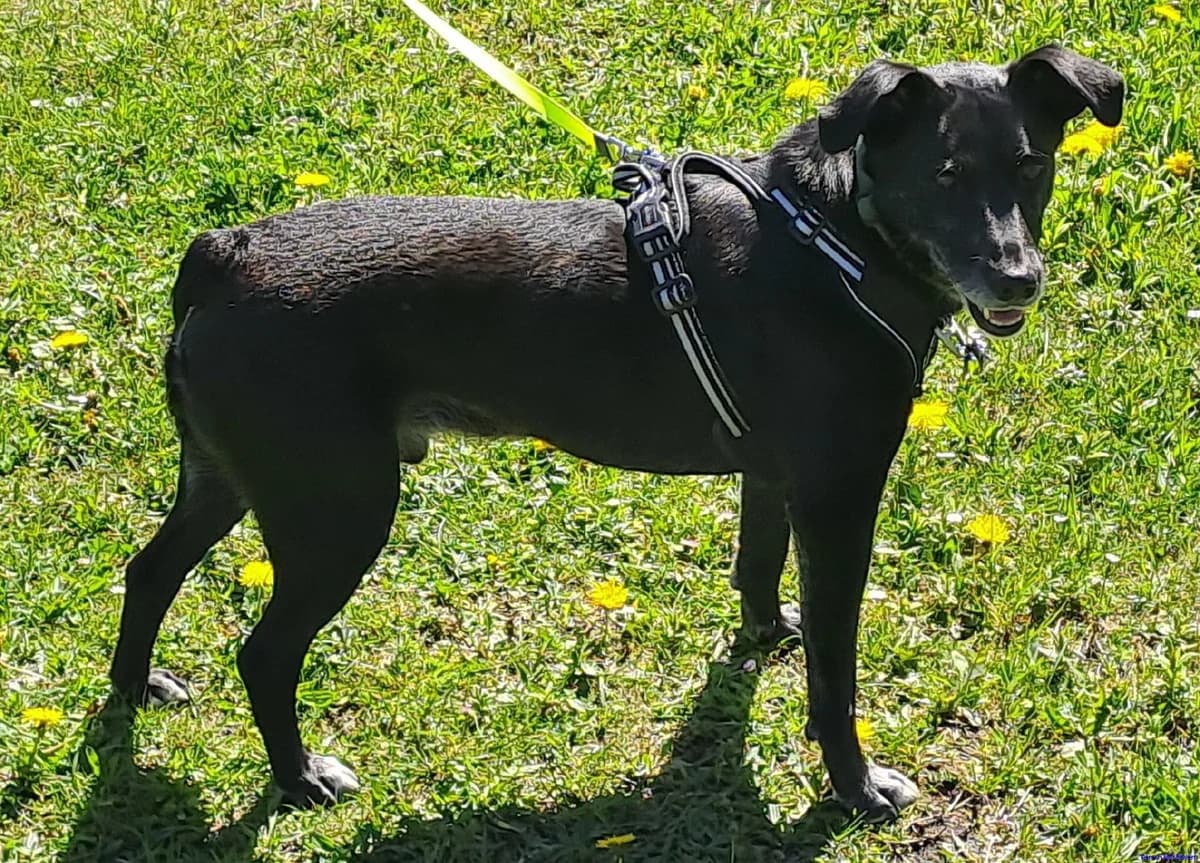 Teo, male senior Labrador Retriever for adoption at Hundesuche Tiere in Not Bayern