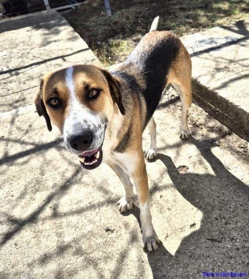 Thor, male 3yo Beagle for adoption at Hundesuche Tiere in Not Bayern