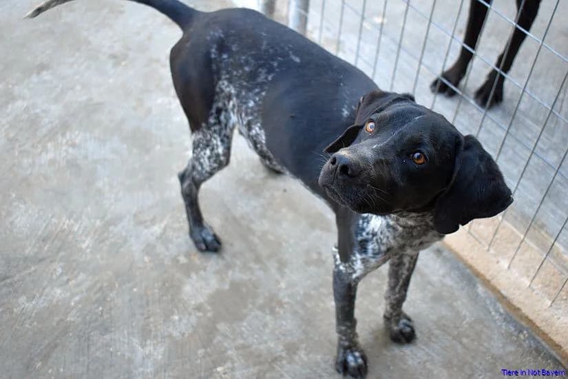Titan, male Pointer for adoption at Hundesuche Tiere in Not Bayern