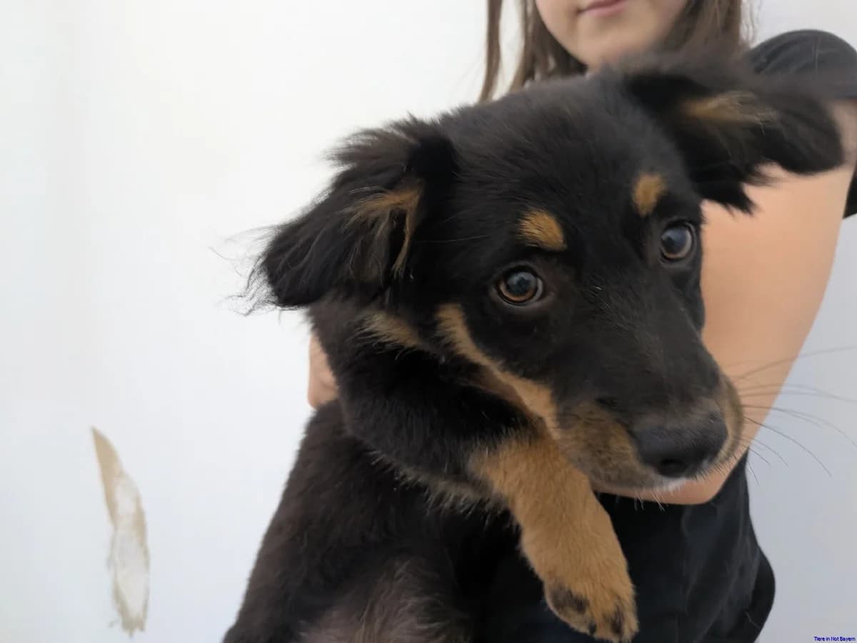 Tonia, puppy Mixed Breed for adoption at Hundesuche Tiere in Not Bayern