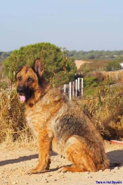 Uma, female senior German Shepherd for adoption at Hundesuche Tiere in Not Bayern