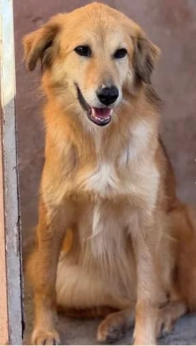 Yvette, golden female Mixed Breed for adoption at Hundesuche Tiere in Not Bayern