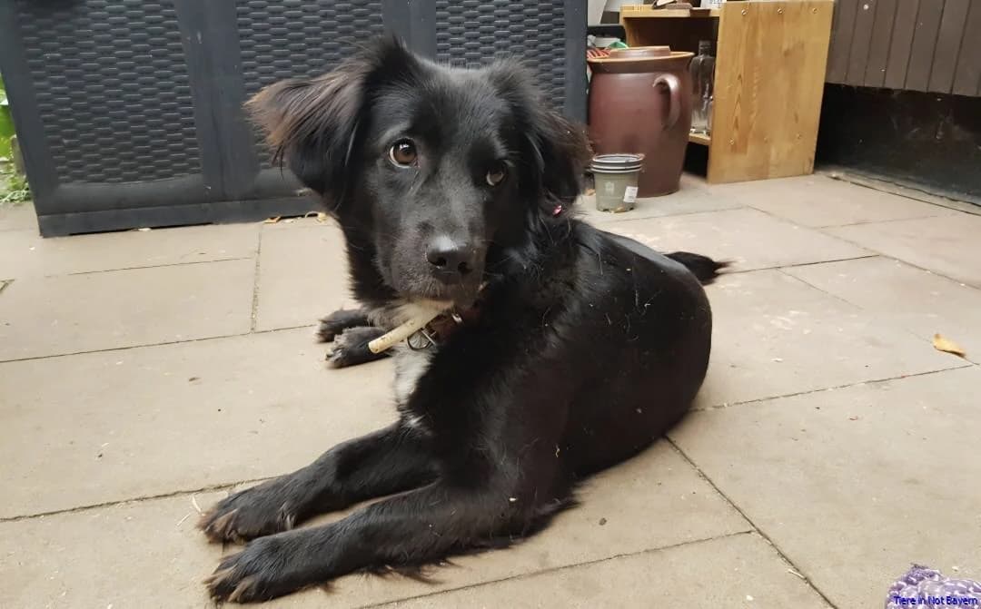 Zelda, female 3yo mixed breed for adoption at Hundesuche Tiere in Not Bayern