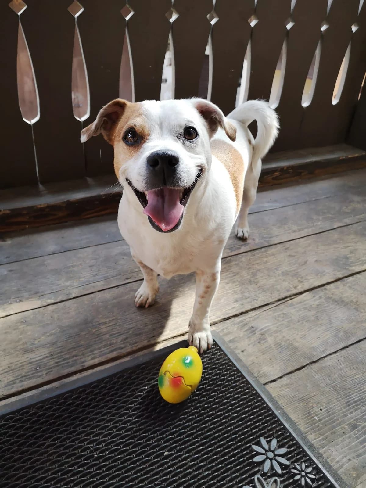 Milow, senior Mixed Breed for adoption at Tiere in Not Breisgau e.V., Freiburg
