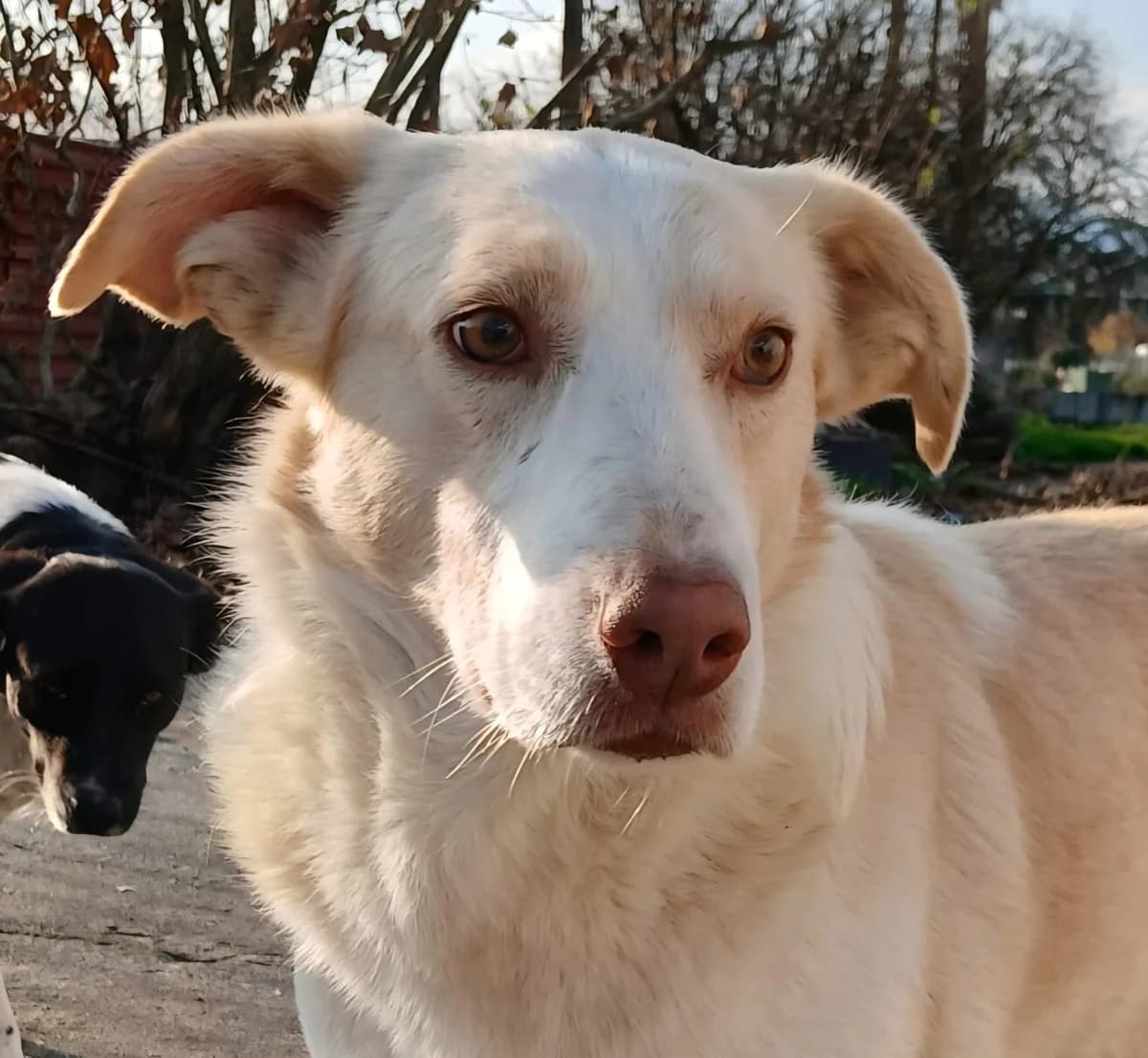 Bruno, male puppy German Shepherd for adoption at Tiere in Not Griechenland e.V., Krefeld