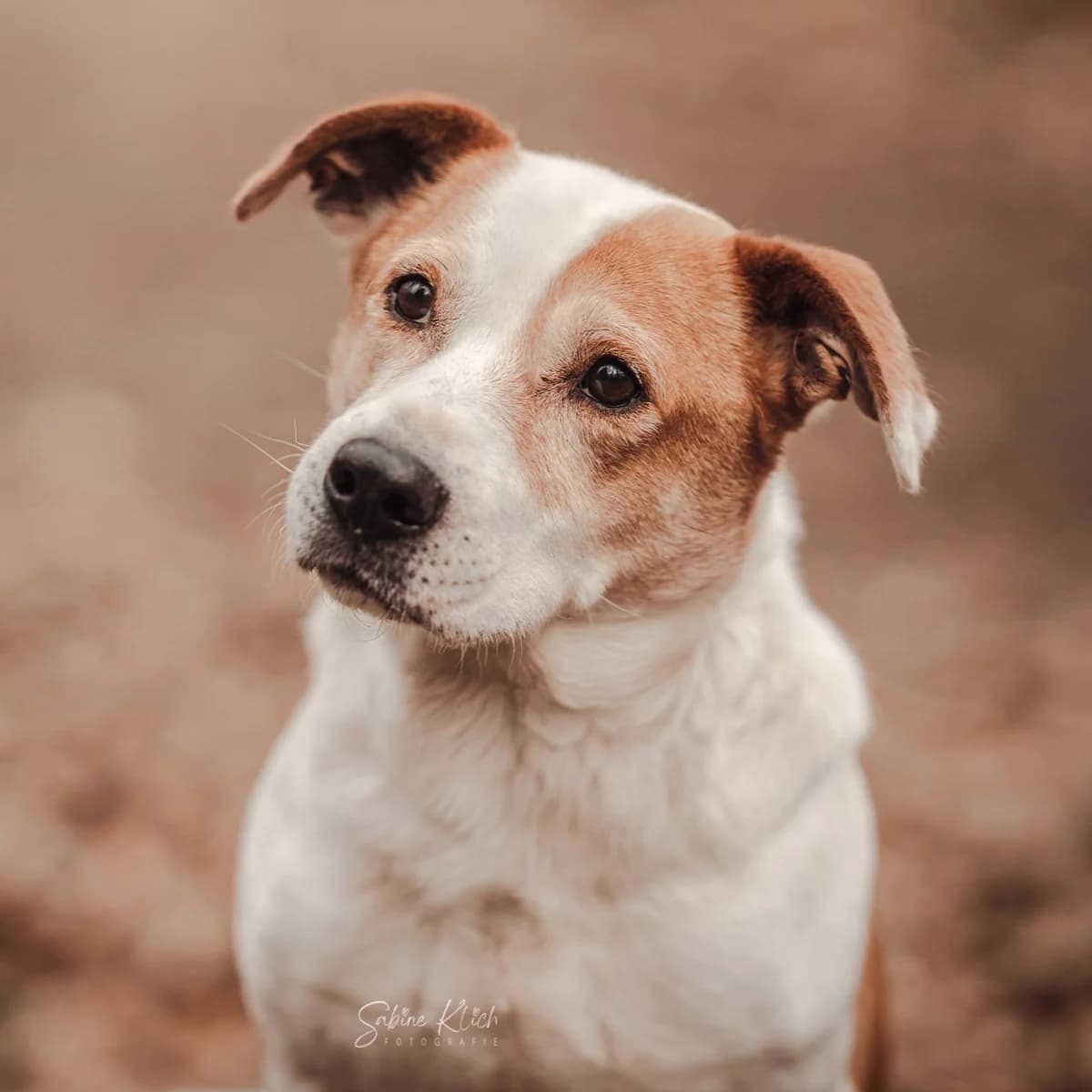 Margarita, puppy Mixed Breed for adoption at Tiere in Not Griechenland e.V., Krefeld
