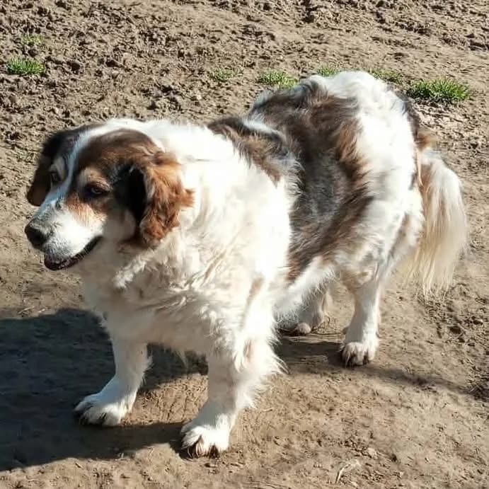 Daniela, female young Mixed Breed for adoption at Tiere in Not Griechenland e.V., Krefeld