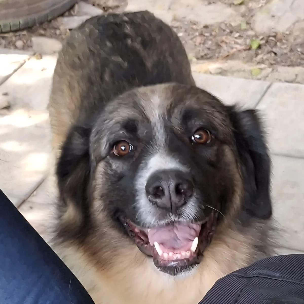 Darla, male 5yo German Shepherd for adoption at Tiere in Not Griechenland e.V., Krefeld