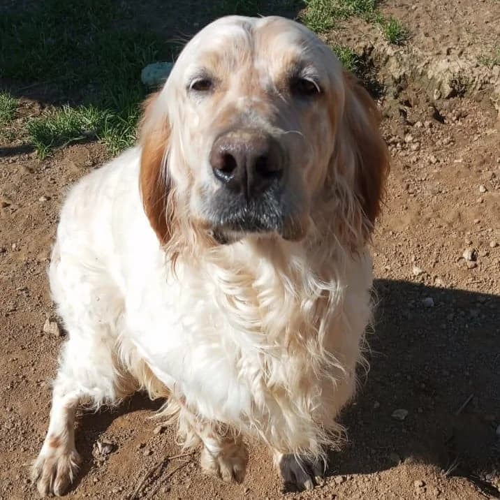 Ermis, male young Mixed Breed for adoption at Tiere in Not Griechenland e.V., Krefeld