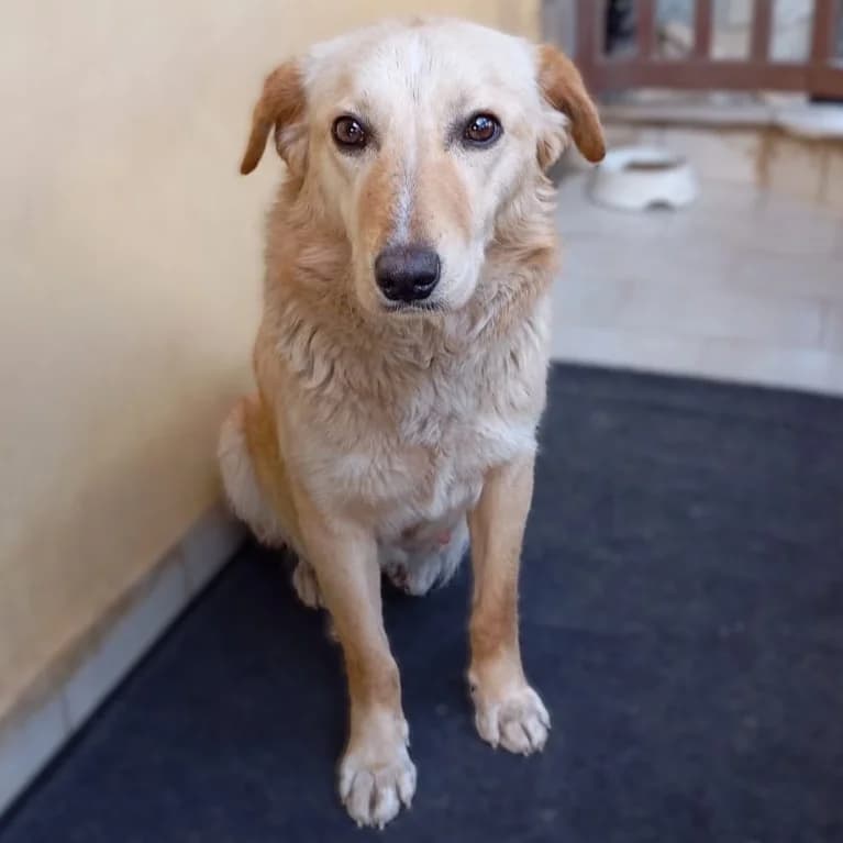 Millie, female 6yo Collie for adoption at Tiere in Not Griechenland e.V., Krefeld