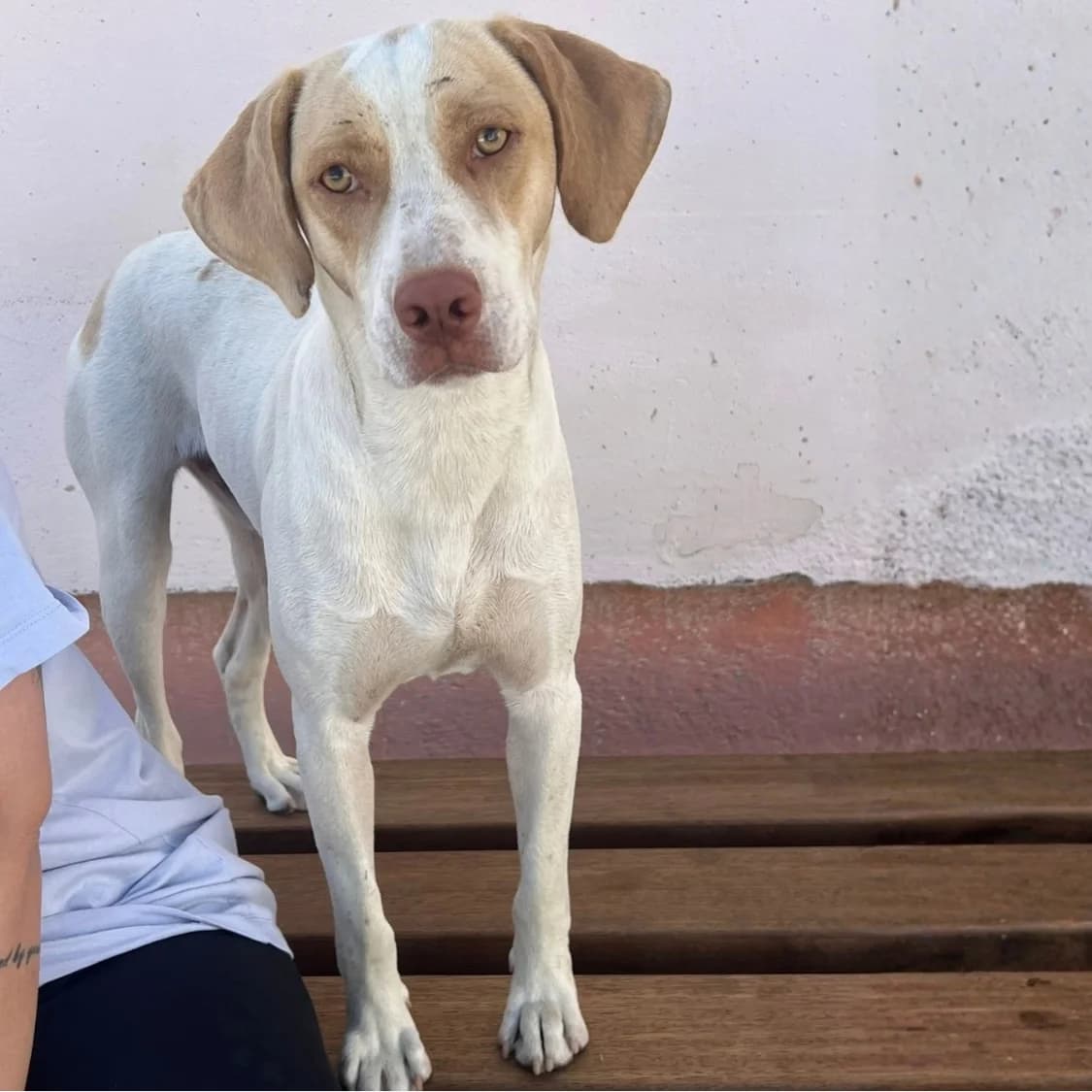 Fifis, male puppy Mixed Breed for adoption at Tiere in Not Griechenland e.V., Krefeld