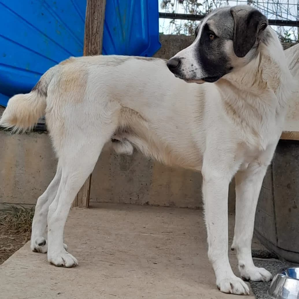 Bruno, male puppy German Shepherd for adoption at Tiere in Not Griechenland e.V., Krefeld